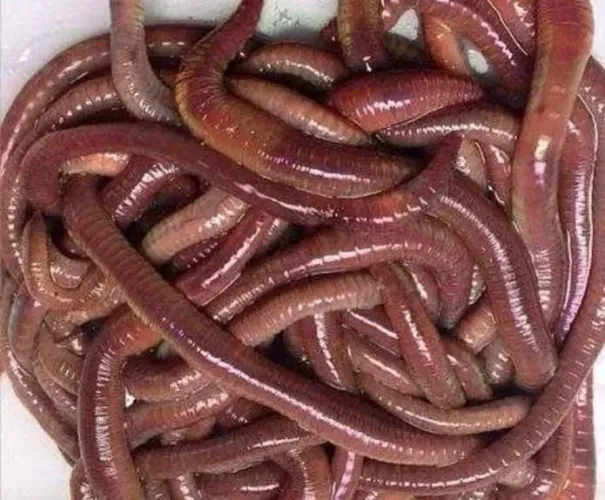 Minhocas californianas para pesca ou compostagem 