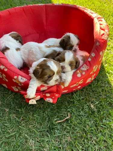 Shih Tzu fêmea / macho