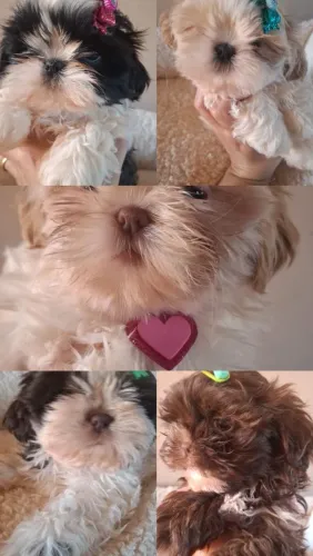 Filhote shihtzu
