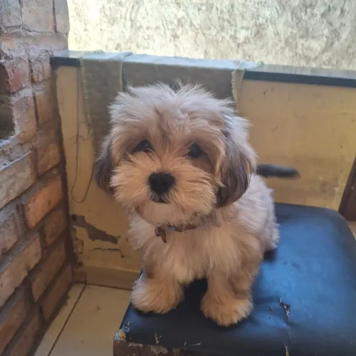 Pet raça pequeno porte