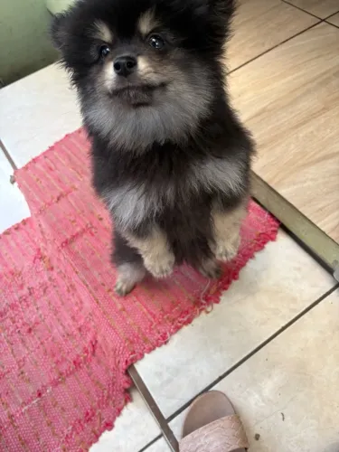 Lulu machinho black Tan