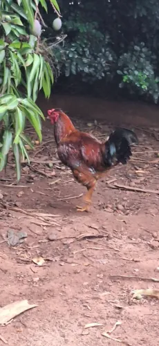 Galo caipira novo