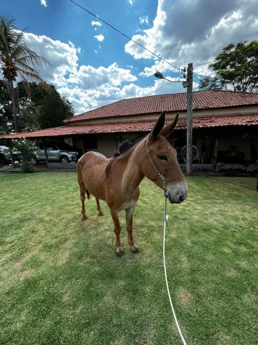 Burro a venda