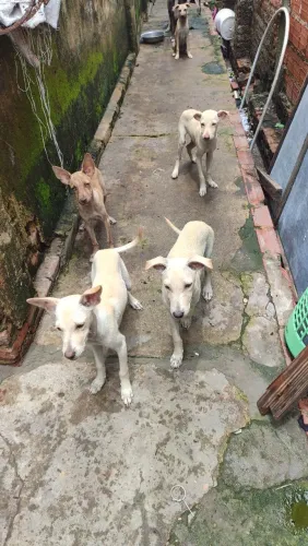 Doação de cachorro viralata