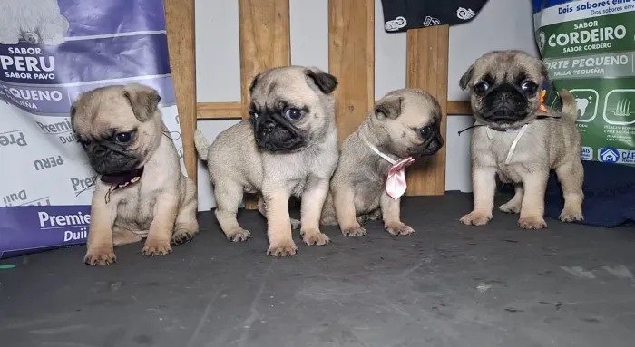 Pug