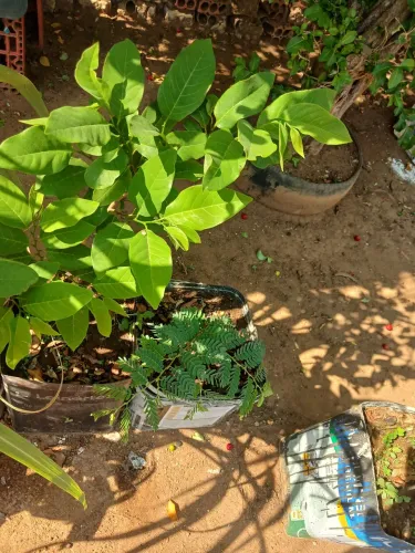 Planta