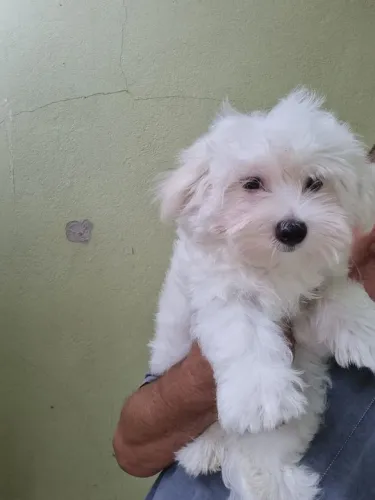 Filhote maltês, Pequenos no tamanho, gigantes no amor!