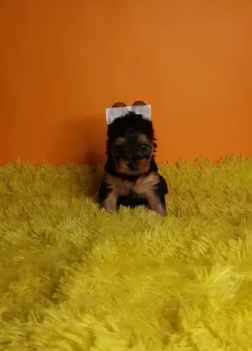 Yorkshire Terrier,Yorkshire Terrier Filhote Top Padrão da Raça