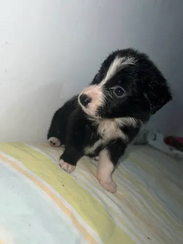 FILHOTE DE BORDER COLLIE