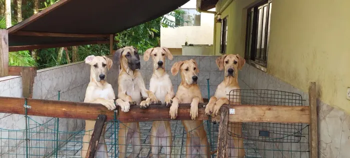 Filhotes de Dogue Alemao macho/fêmea