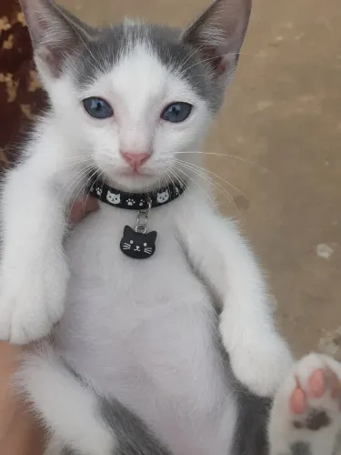 Gatinho macho