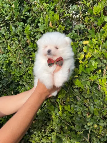Filhote Lulu da Pomerania