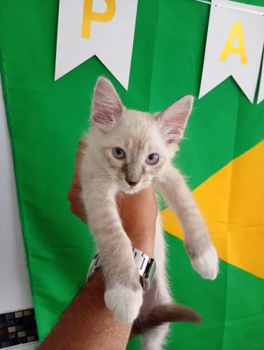 Filhotes de Gato