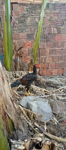 Frango top