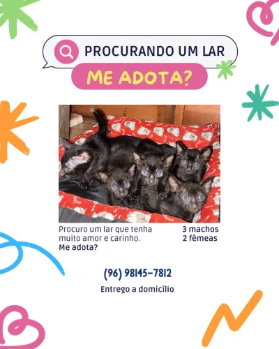 Adoção responsável de gatinhos