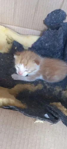 Vendo gato por 50 reais .. cor amarelo ?