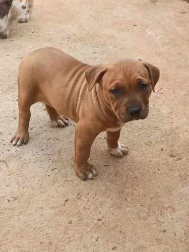 Filhotes de pitmonster, assistência veterinária, pedigree
