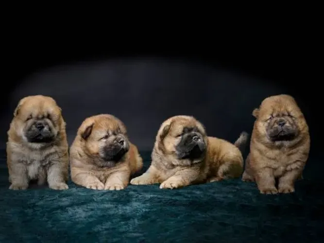 Filhotes Chow Chow Disponíveis ?