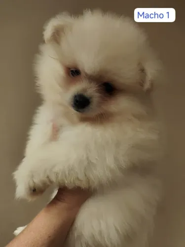 Lulu, Spitz alemão