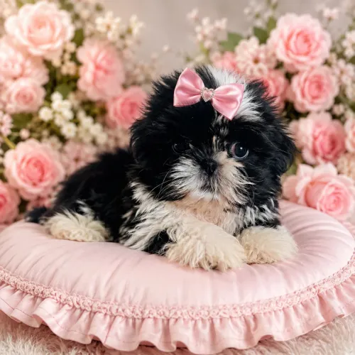 Feminha Shihtzu