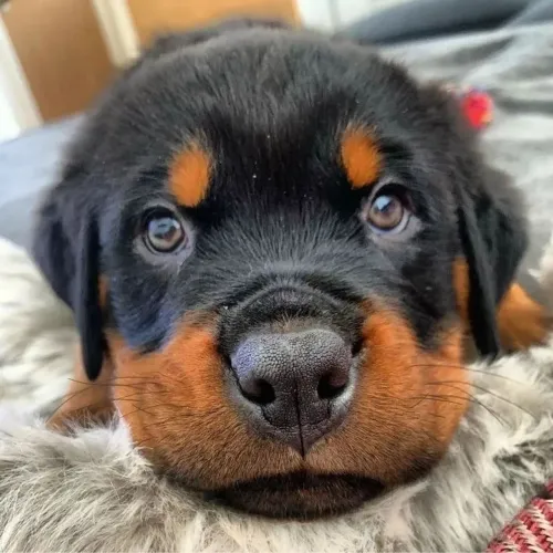Rottweiler - Um Cachorrinho Assim Deixa Qualquer Dia Mais Bonito 