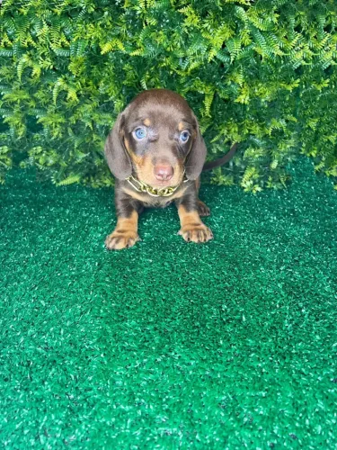 Filhotes dachshund