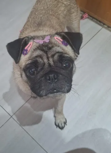 Pug femea