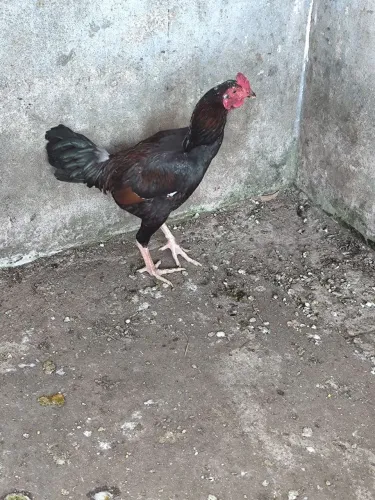 Frango China novo