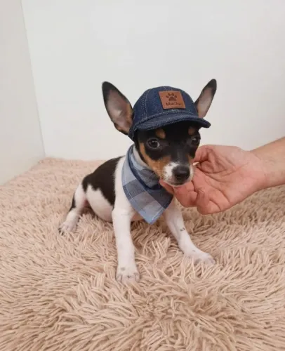 Pinscher Zero Encantador para Quem Ama Pets