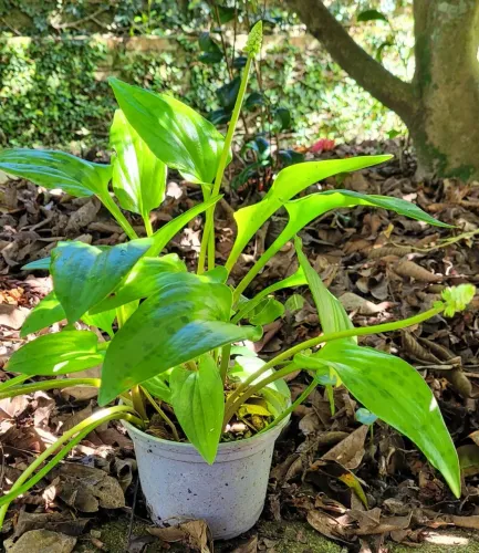 Planta Orelha de Leopardo (Drimiopsis maculata) em vaso plástico