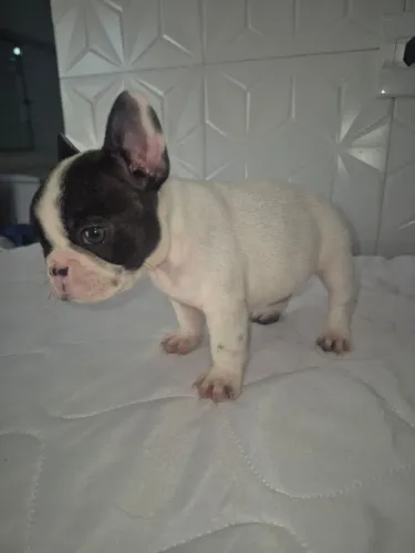 Bulldog francês fêmeas