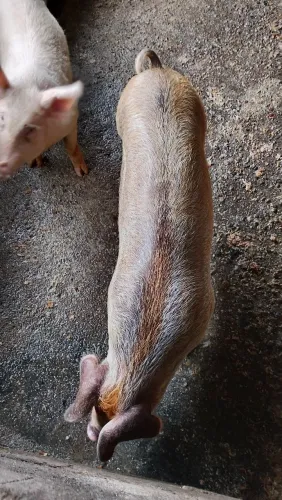 Porco