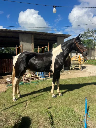 Vendo potra pampa registrada