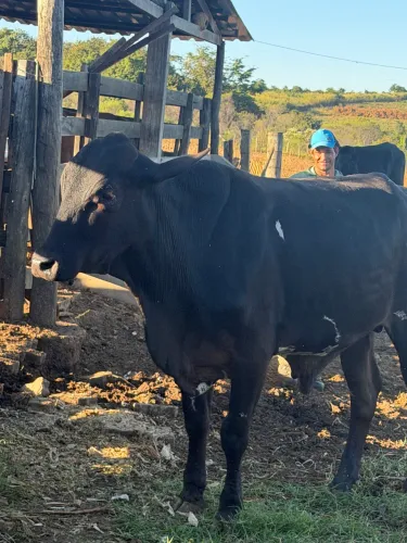 Vendo boy capão barato