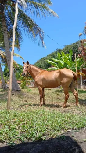 Égua para a venda