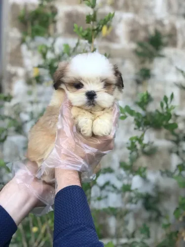 Shih tzu - O Companheiro Perfeito Começa com uma Boa Procedência