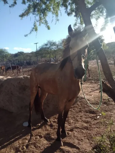 Cavalo de caminhada