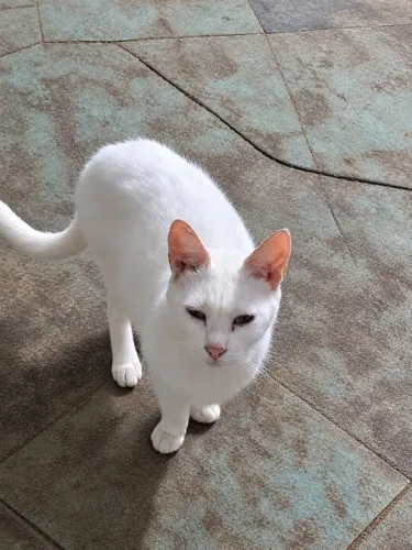 Doação gatos