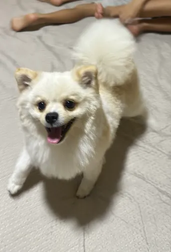 Spitz alemão (Lulu da pomerania) Macho Adulto