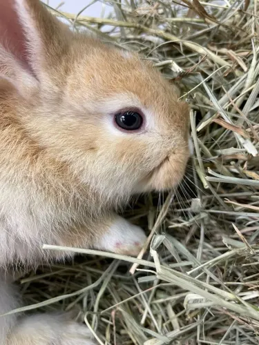 Lindos coelhos