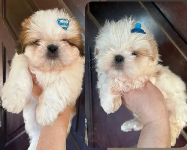 Filhotes de shih tzu