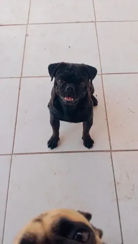 Pug