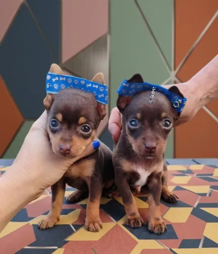 Machinho Pinscher Chocolate