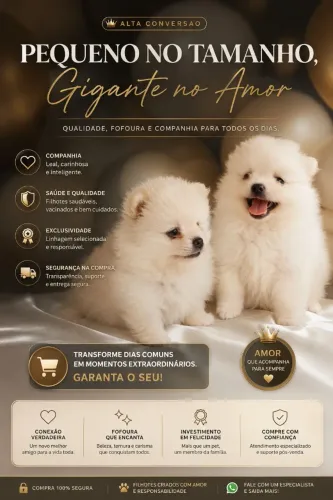 Filhotes Lulu da Pomerania