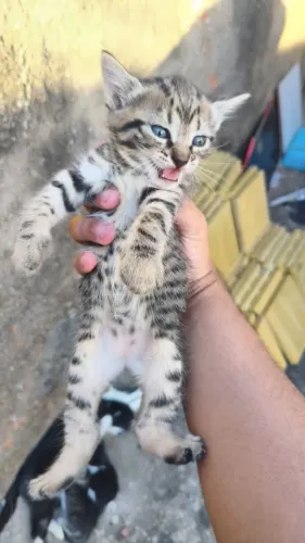 Gatinhos para adoção,já estão comendo ração 