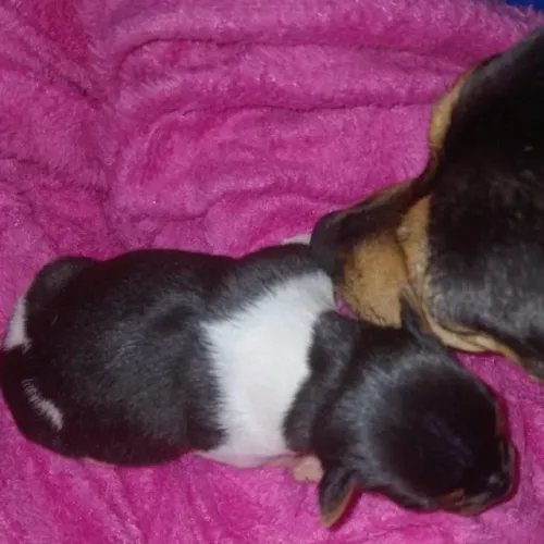 Terrier Brasileiro, Fox Paulistinha)