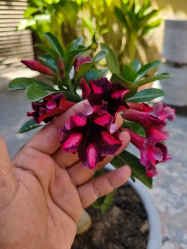 Rosa do deserto+ vaso