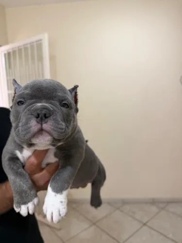 American Bully Micro 