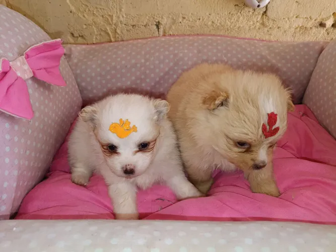 Lindos filhotes Spitz alemão (lulu da Pomerânia)