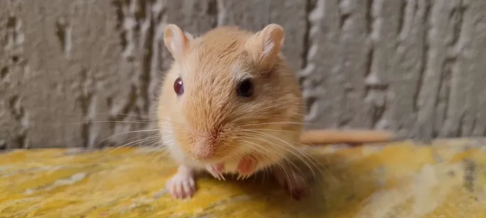 Dupla de Gerbil Macho Adulto